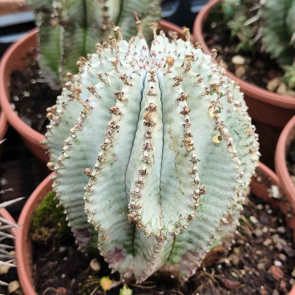euphorbia polygona cactus