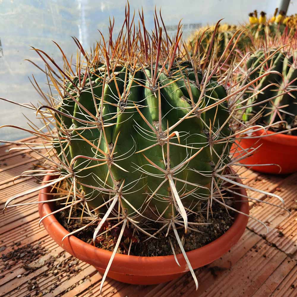 ferocactus pianta grassa cactus