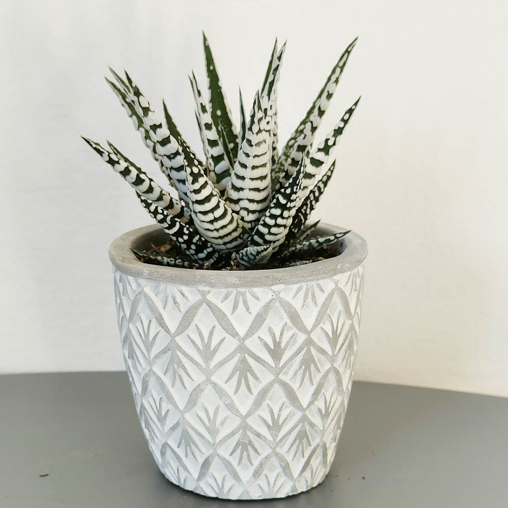 haworthia zebra vaso design