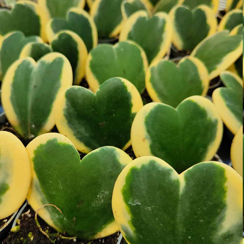 hoya kerrii variegata pianta cuore