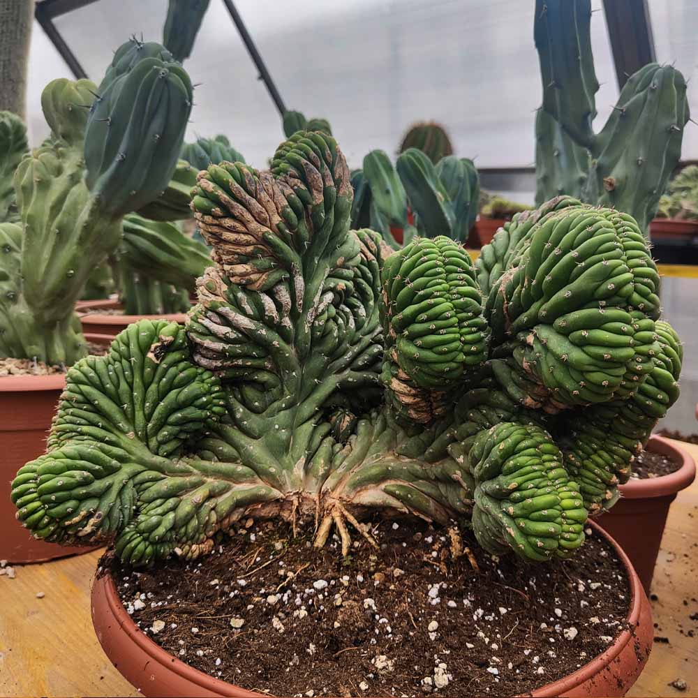 trichocereus bridgesi crestato pianta grassa cactus