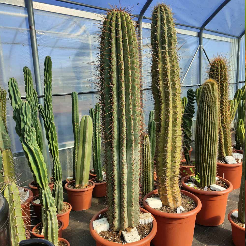 trichocereus pasacana pianta cactus