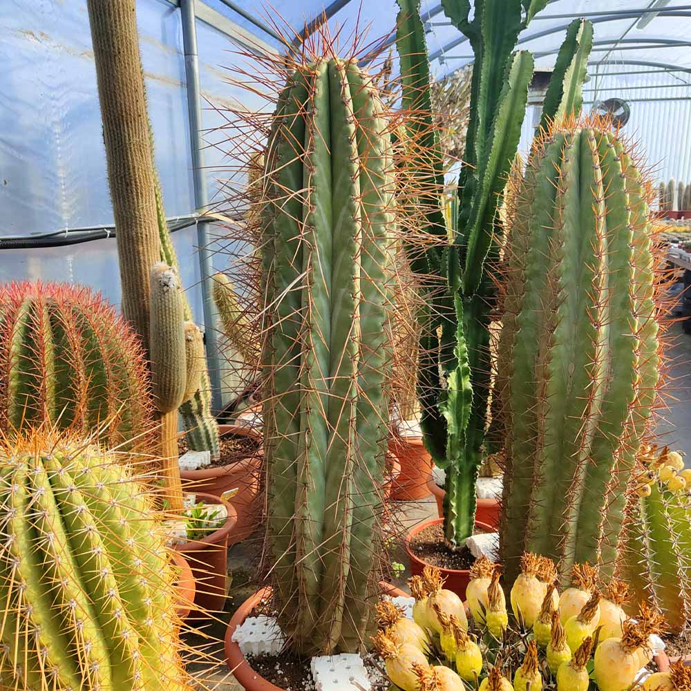 trichocereus terschecki cactus