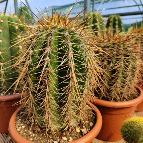 trichocereus terscheckii cactus