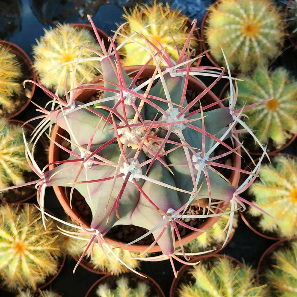 ferocactus emoryi cactus