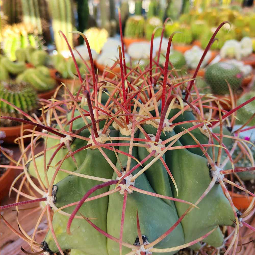 ferocactus emoryi pianta cactus