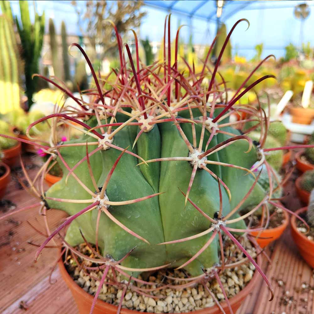 ferocactus emoryi pianta grassa