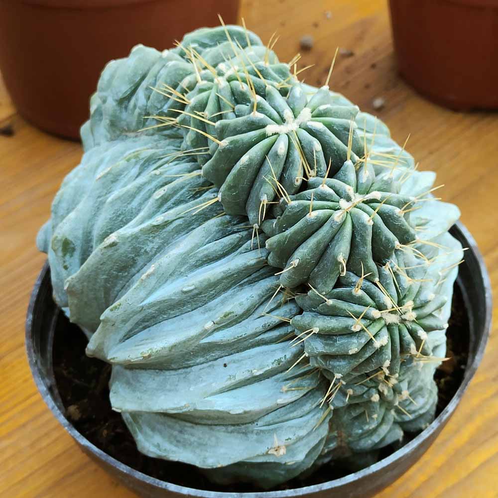 ferocactus glaucescens crest