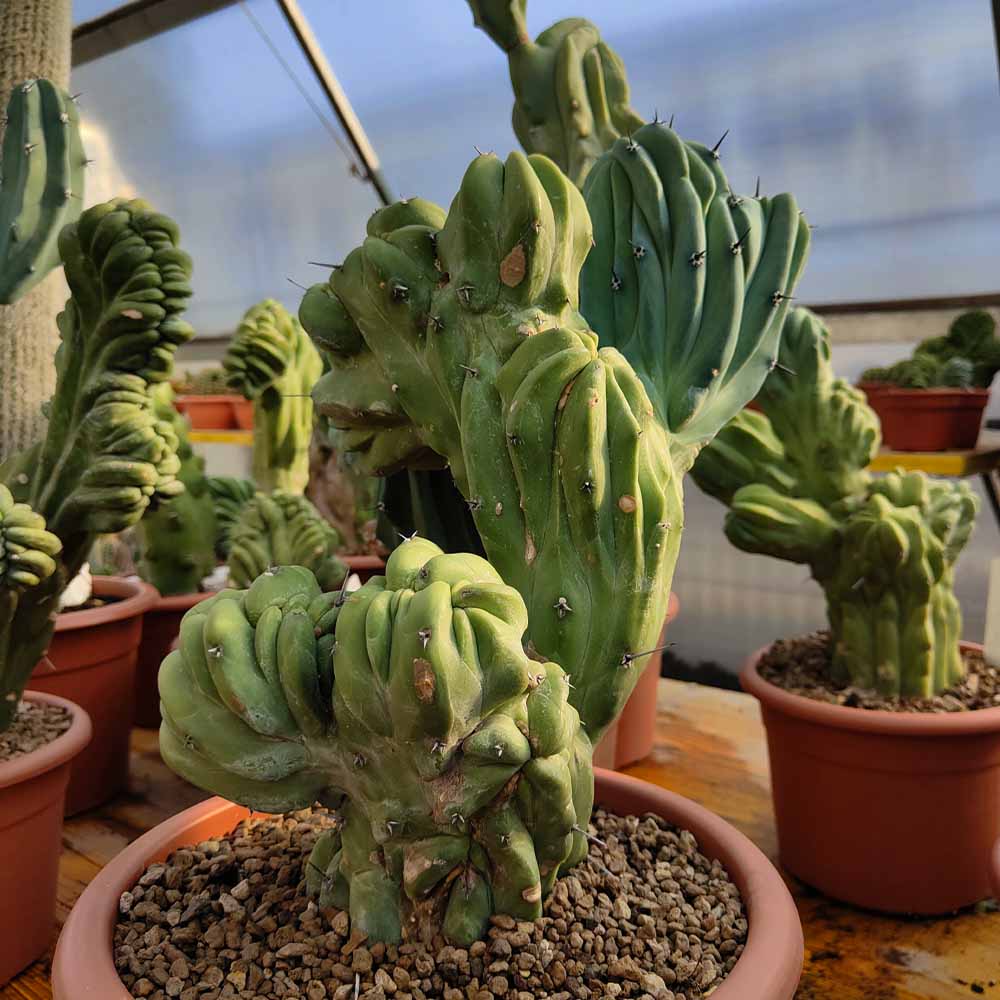 myrtillocactus crestato pianta grassa cactus