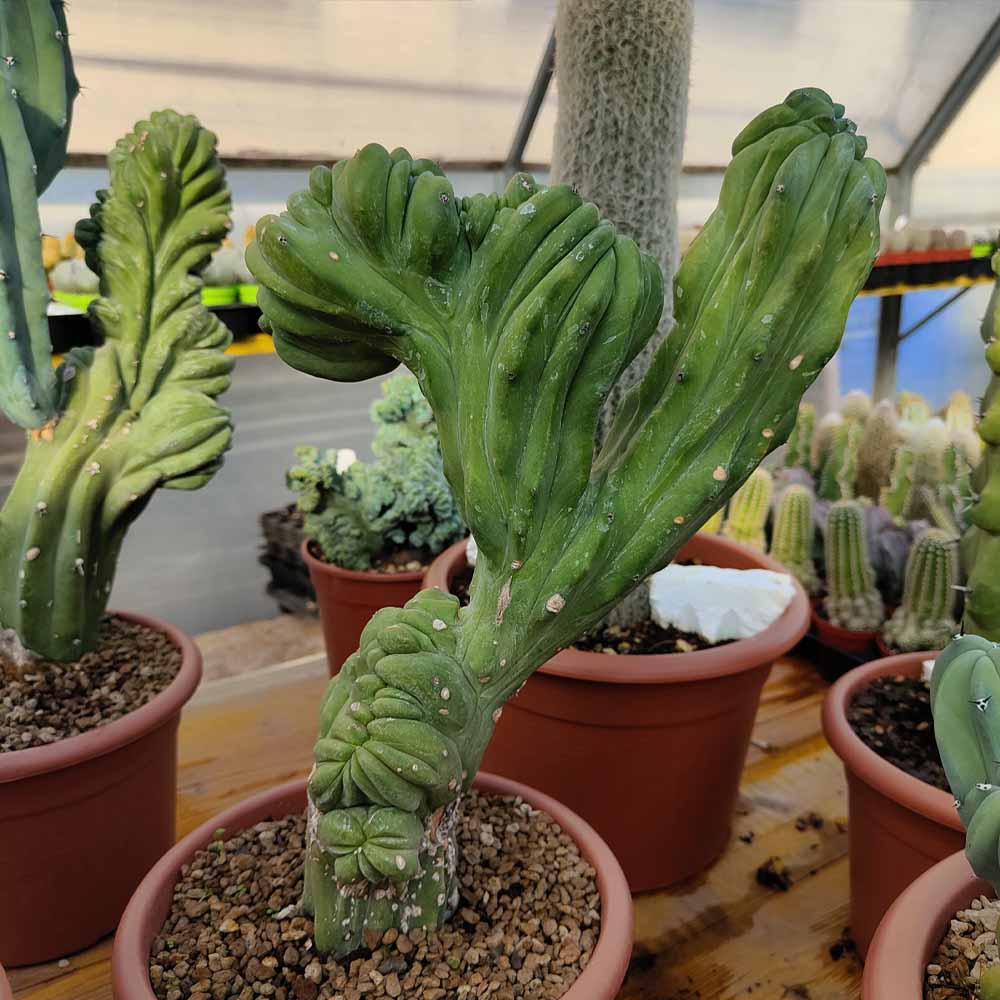 myrtillocactus pianta cactus