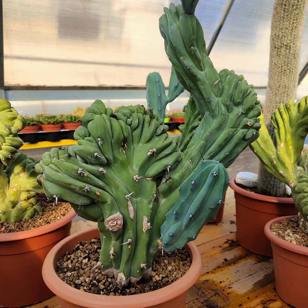 myrtillocactus pianta da collezione