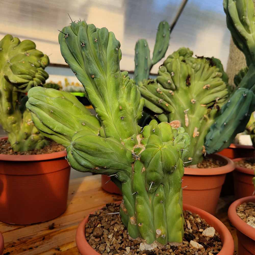 myrtillocactus pianta grassa crestata