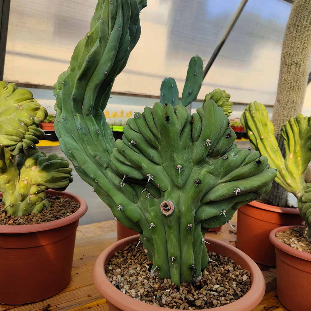 myrtillocactus pianta grassa particolare