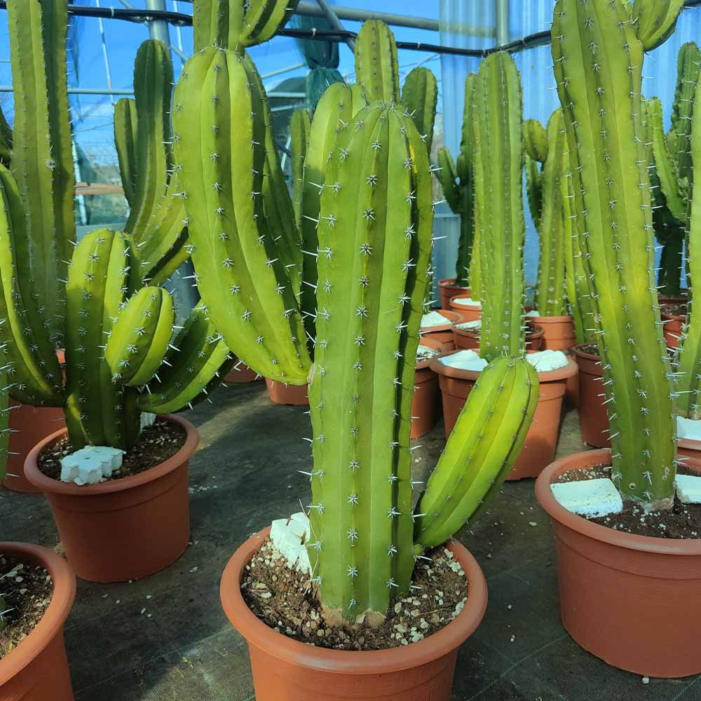 polaskia chichipe cactus