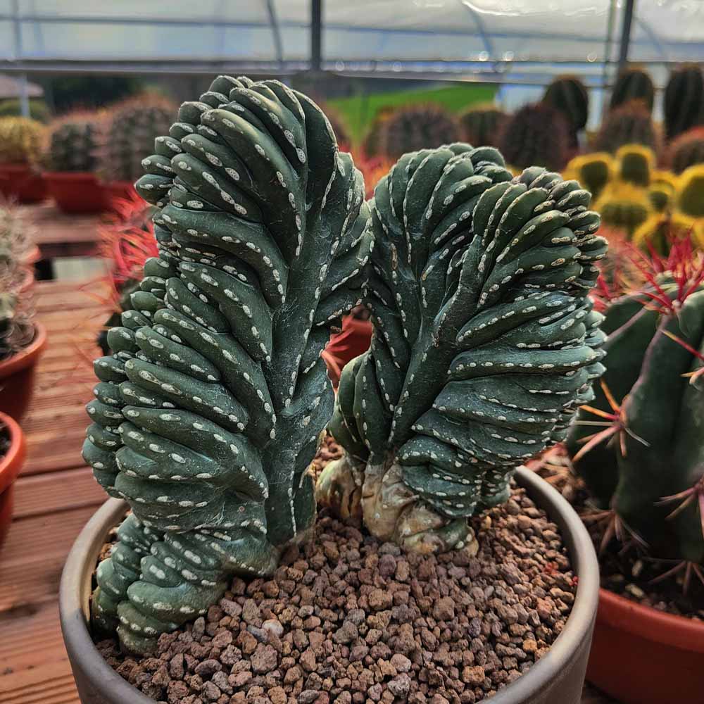 stenocereus marginato crestato cactus