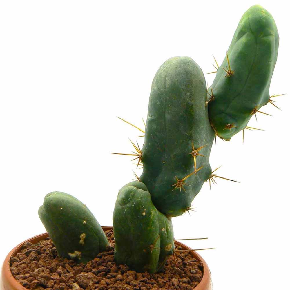 trichocereus bridgesii mostruoso cactus
