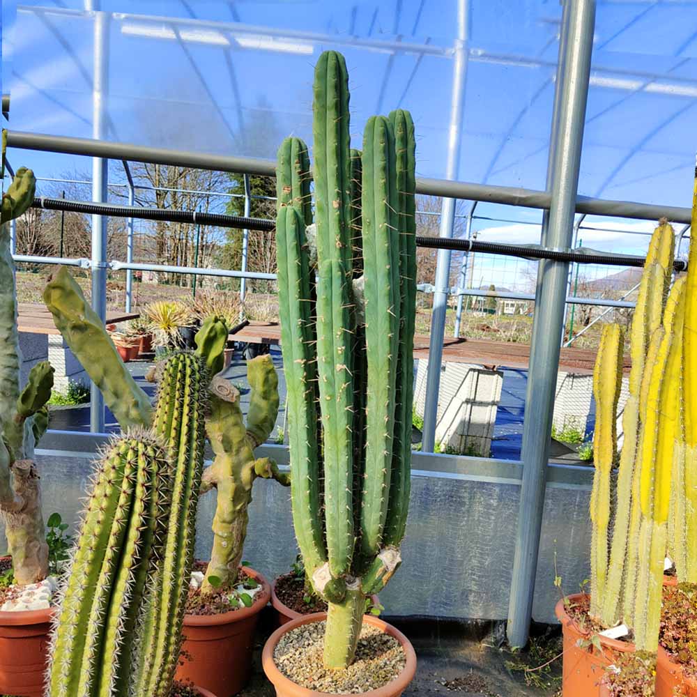 trichocereus bridgesii ramificato cactus