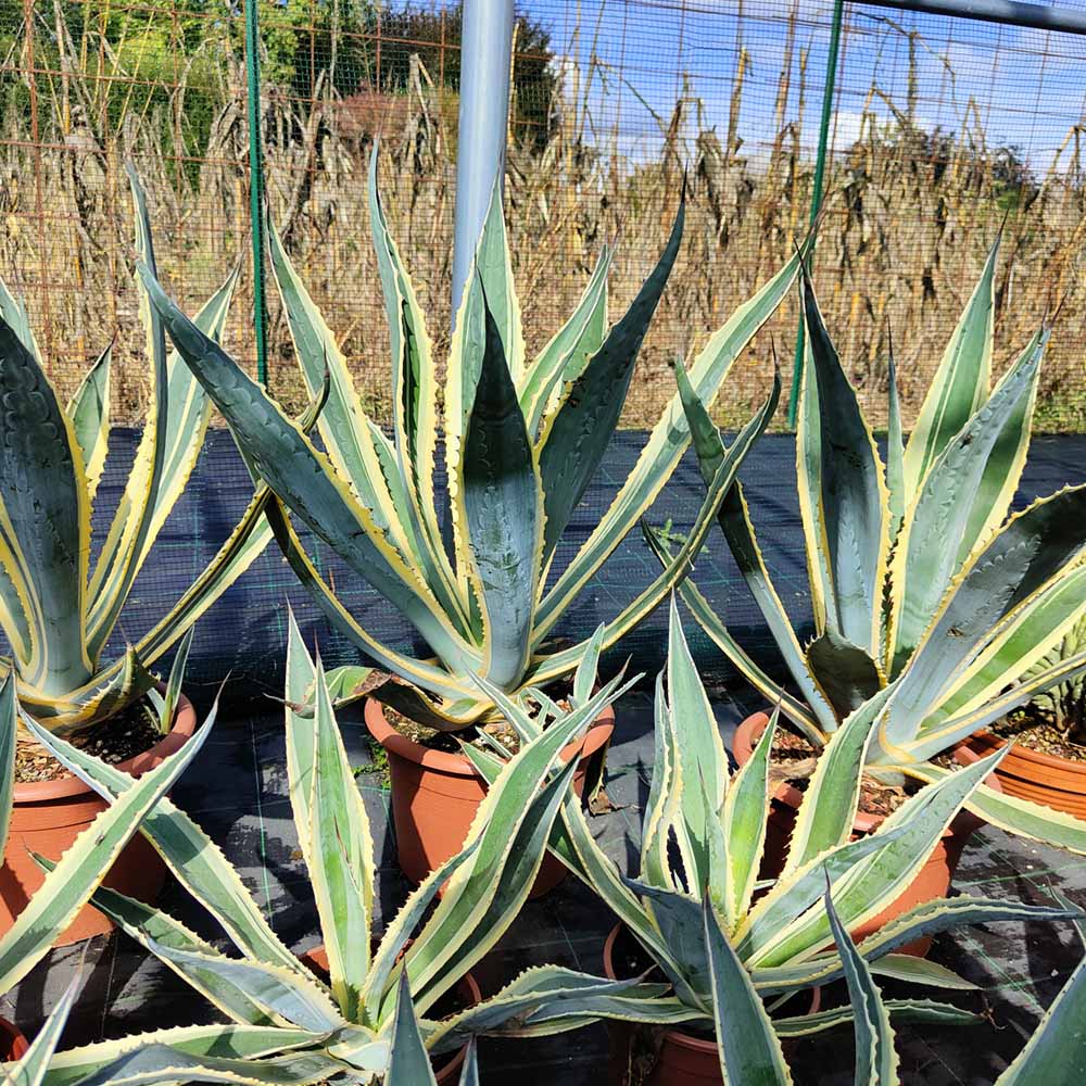 ABAKUHAUS Cactus Tovaglietta Americana Set di 4, Cactus pianta in Scala di Grigi, Tovagliette in Tessuto Lavabile per Tavolo da Pranzo Cena, Grigio Avorio