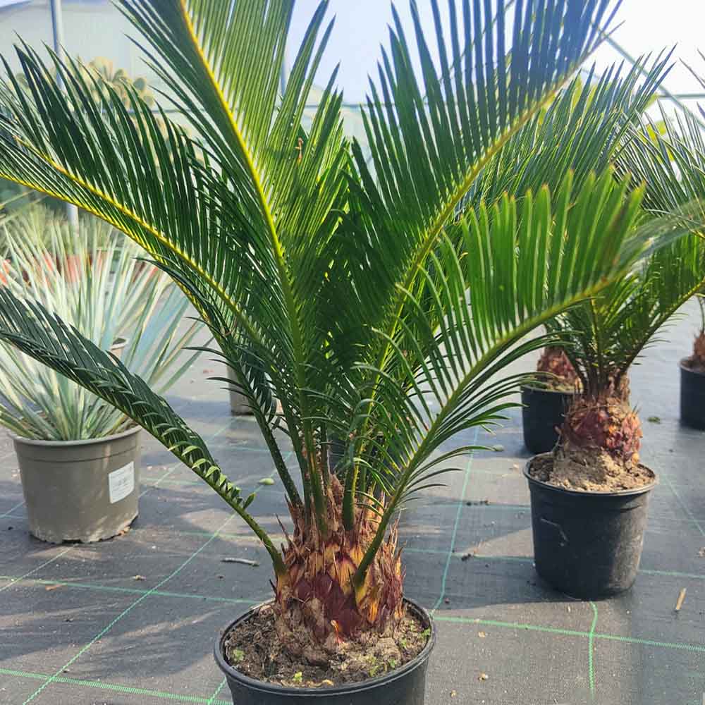Pianta di Cycas Revoluta pianta vera ornamentale palma vera da esterno  giardino