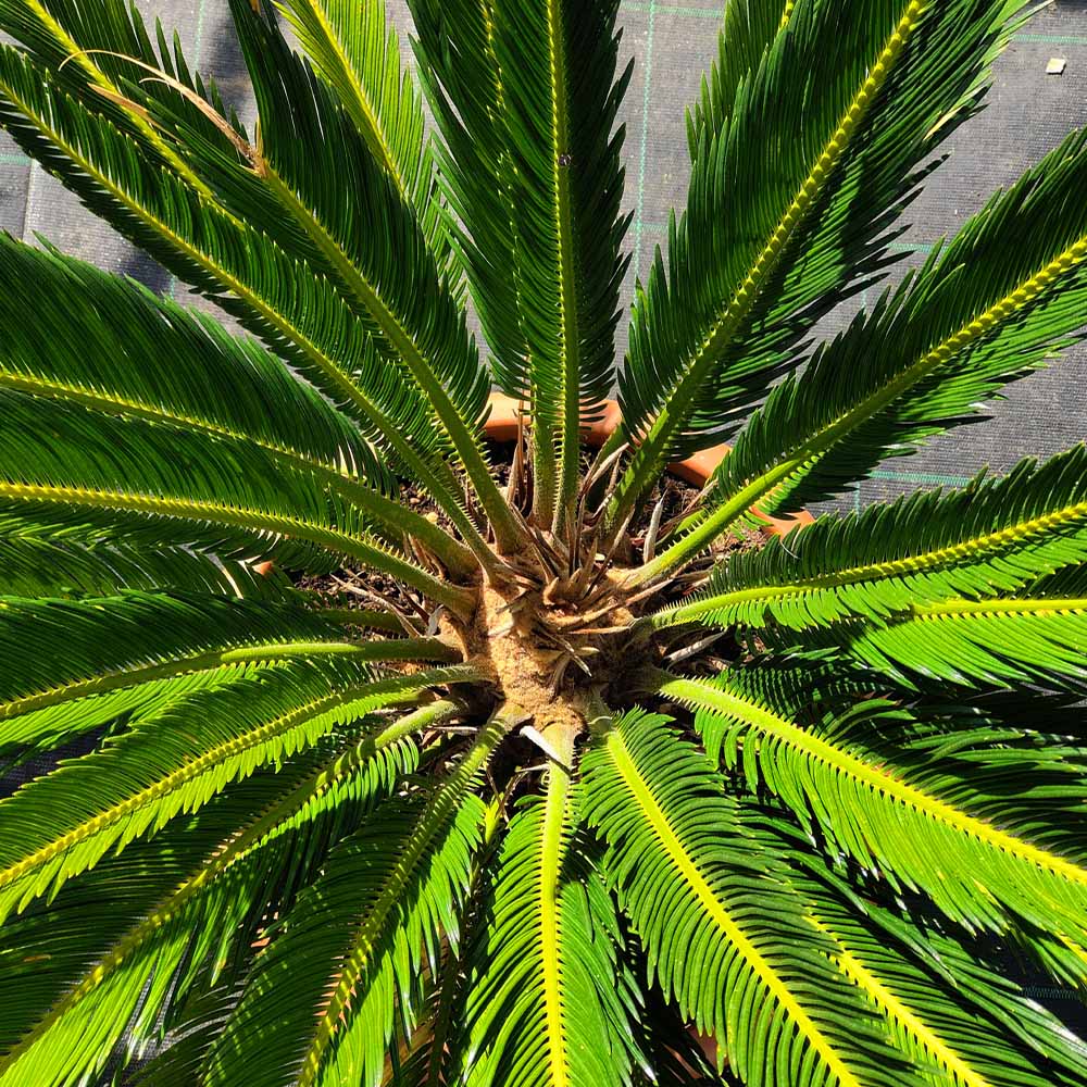 cycas revoluta palma nana