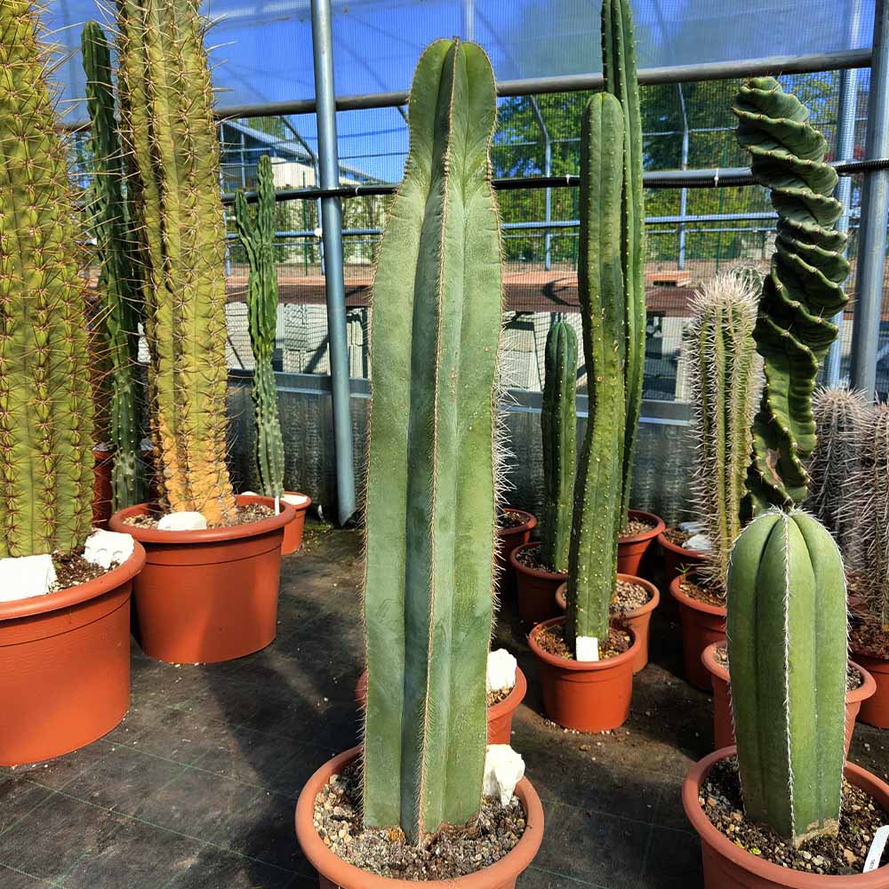 isolatocereus dumortieri cactus pianta grassa