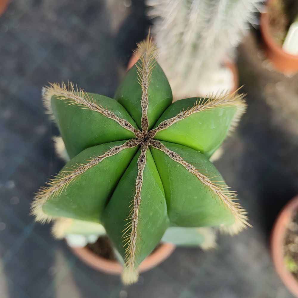 isolatocereus pianta cactus