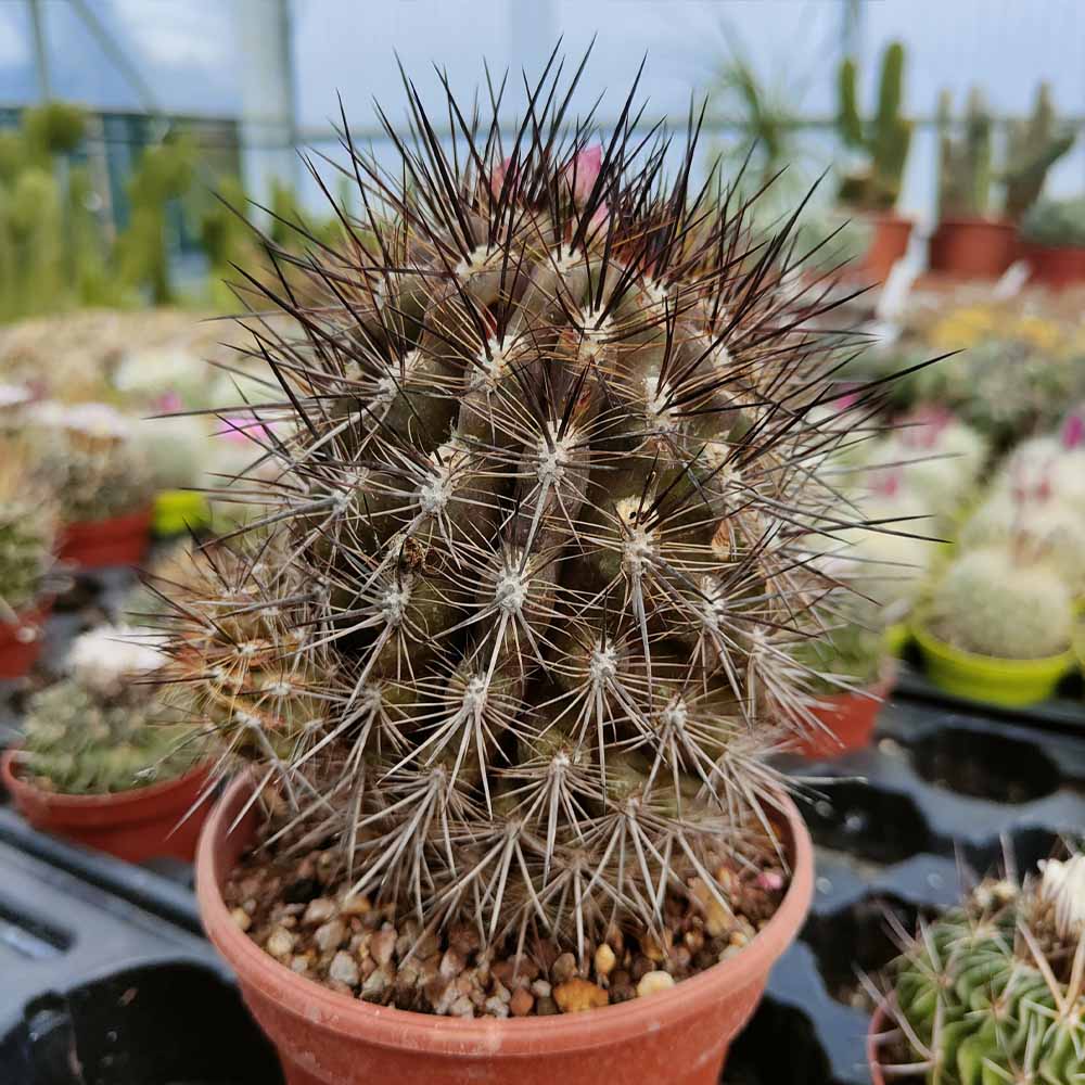 neoporteria paucicostata cactus