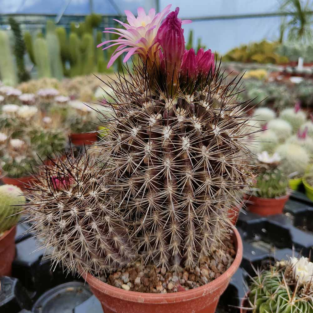 neoporteria villosa cactus