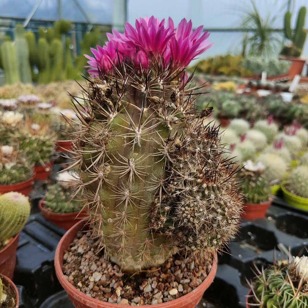 neoporteria villosa cactus