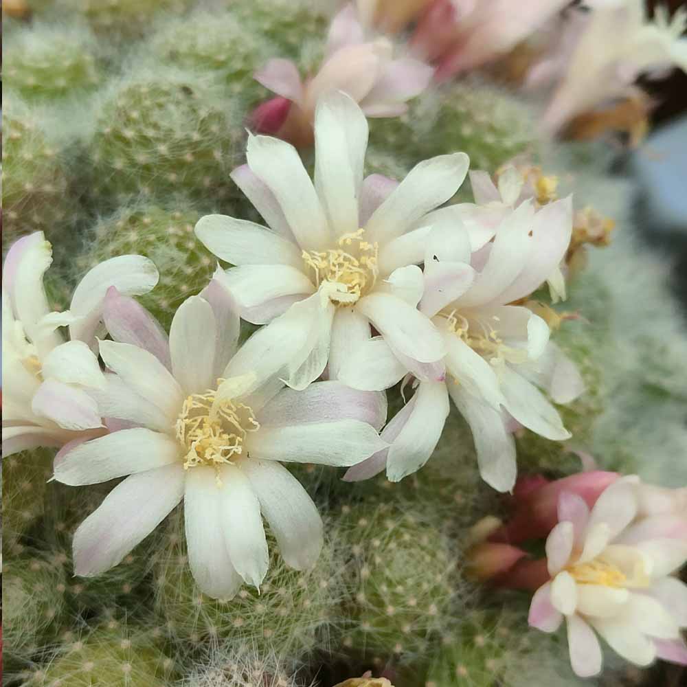 rebutia albiflora fiore