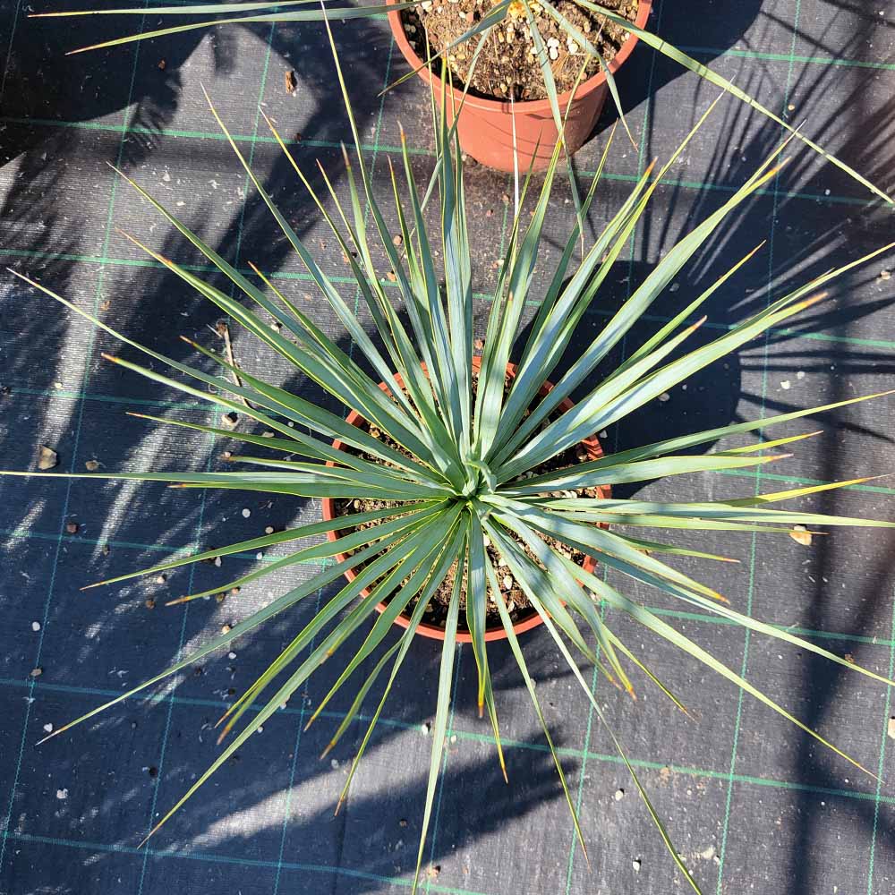 yucca rostrata pianta