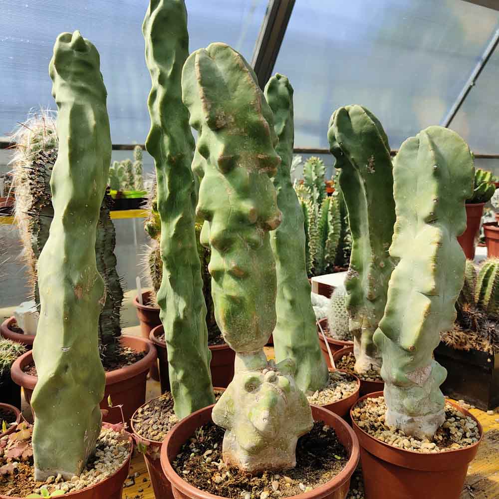 lophocereus cactus mostruoso