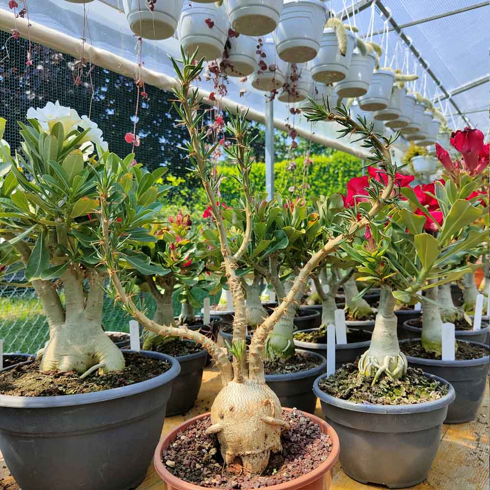 pachypodium pianta collezione