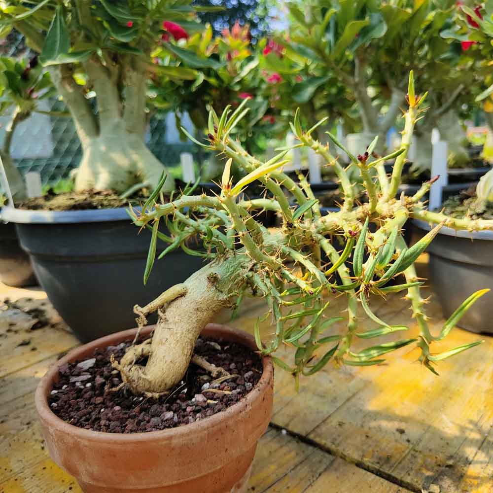 pachypodium pianta grassa