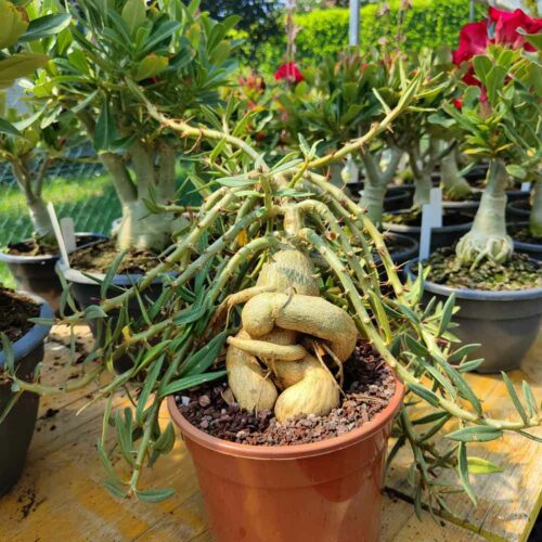 pachypodium succulentum caudex