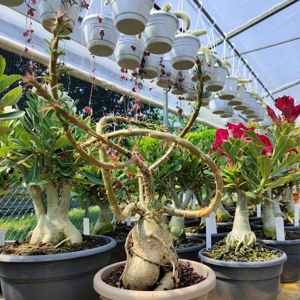 pachypodium succulentum pianta