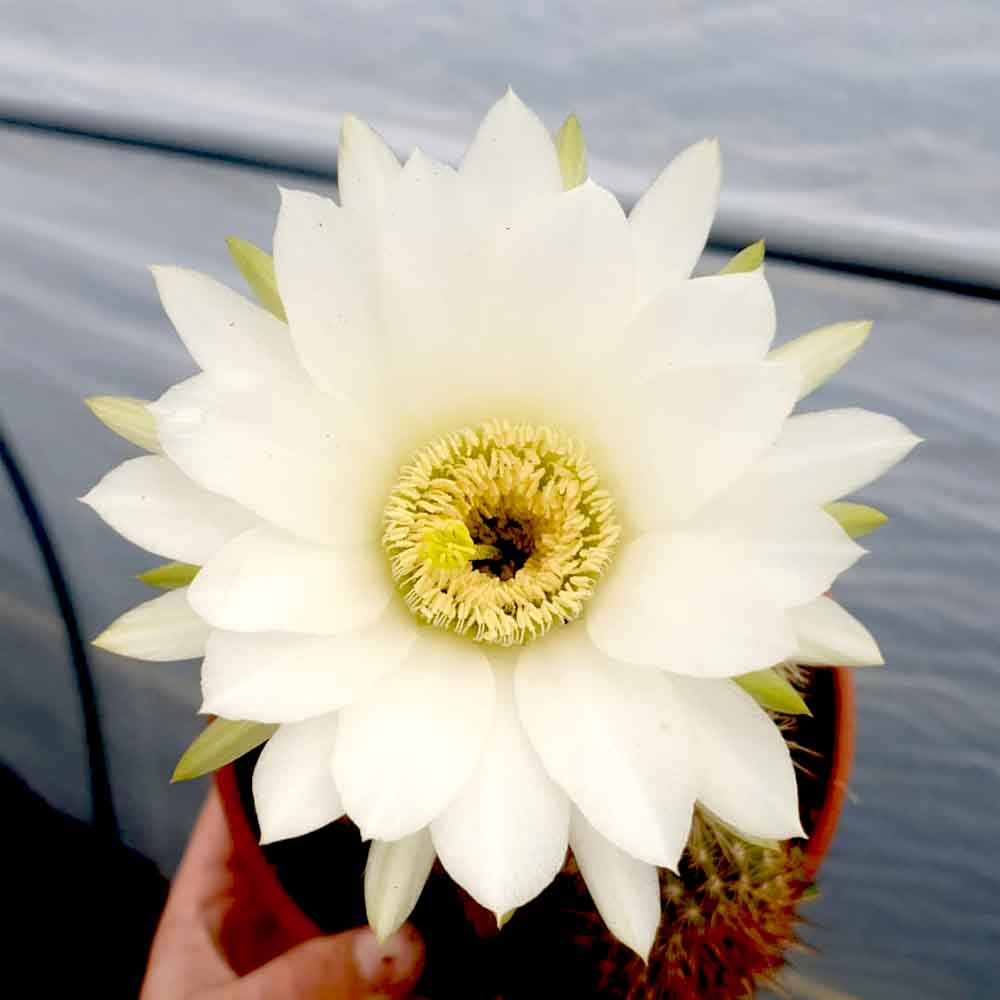 trichocereus fiore bianco