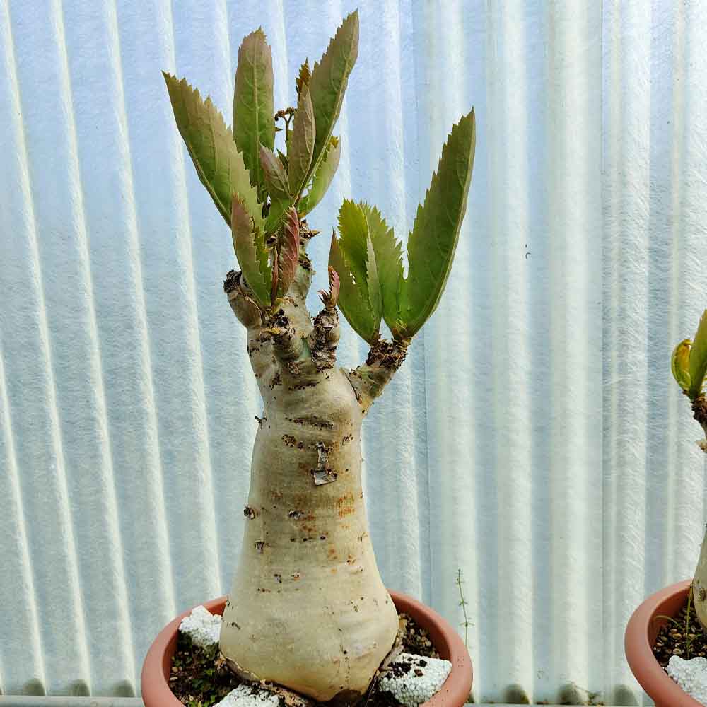 cissus juttae