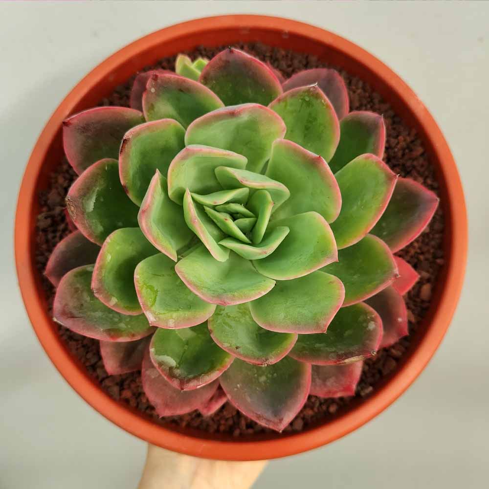 echeveria luella