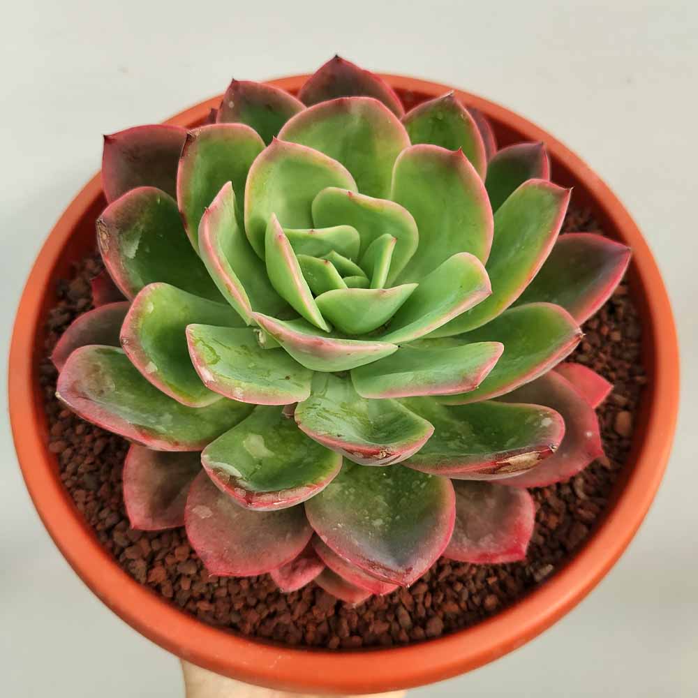 echeveria luella pianta