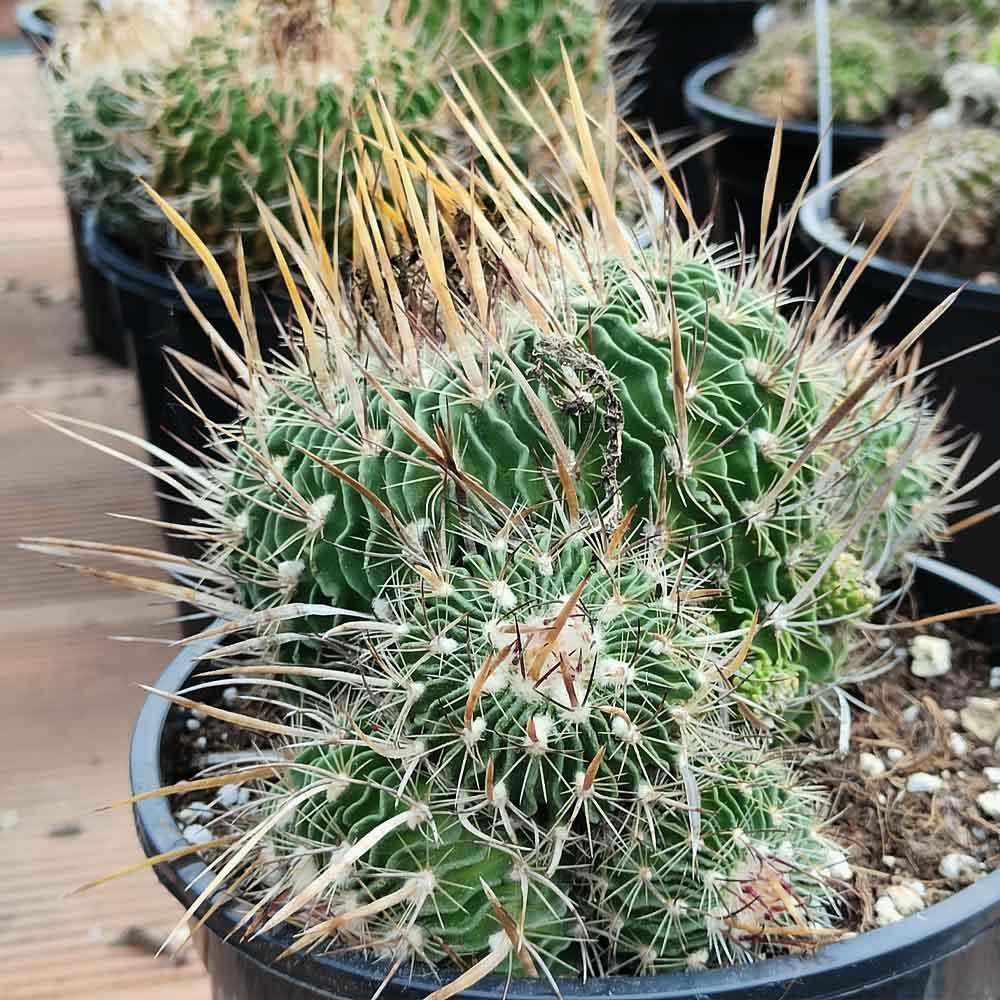 echinofossulo cactus