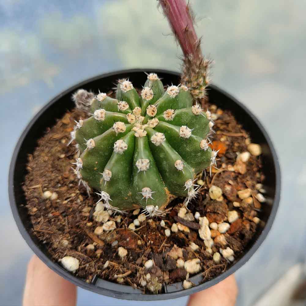 echinopsis hib fuxia