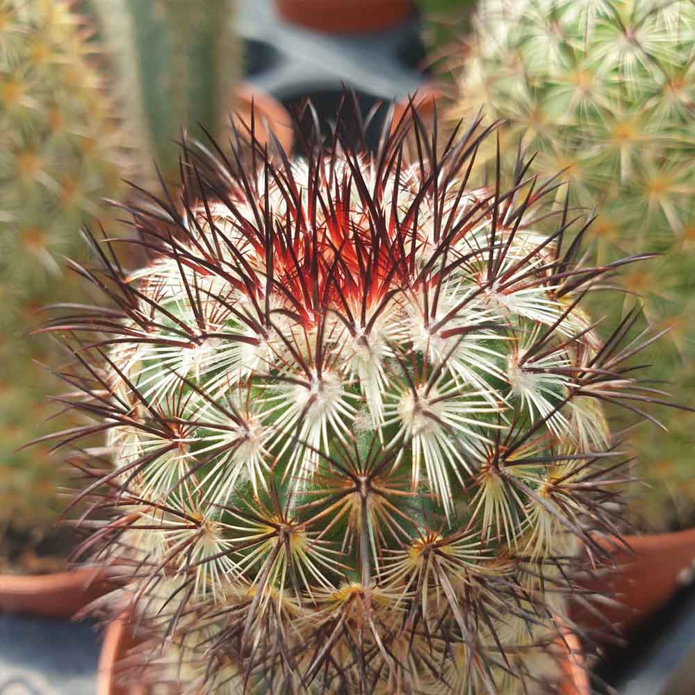 mammillaria microhelia cactus