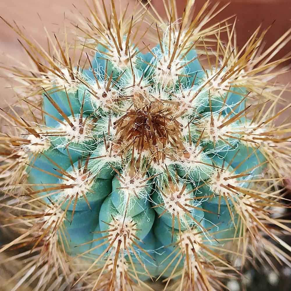 pilosocereus gounellei cactus