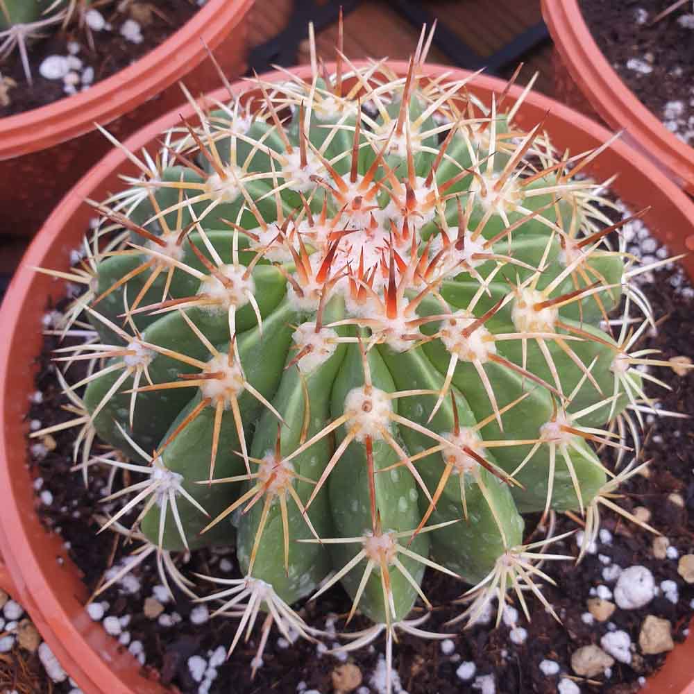 Melocactus curvispinus ssp loboguerreroi