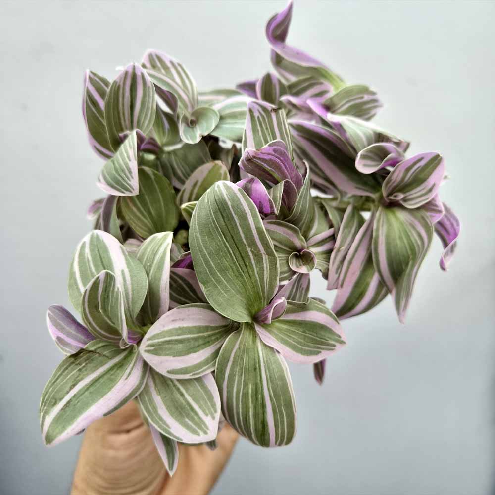 Tradescantia “Nanouk” baby