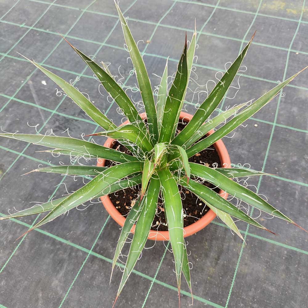 agave filifera