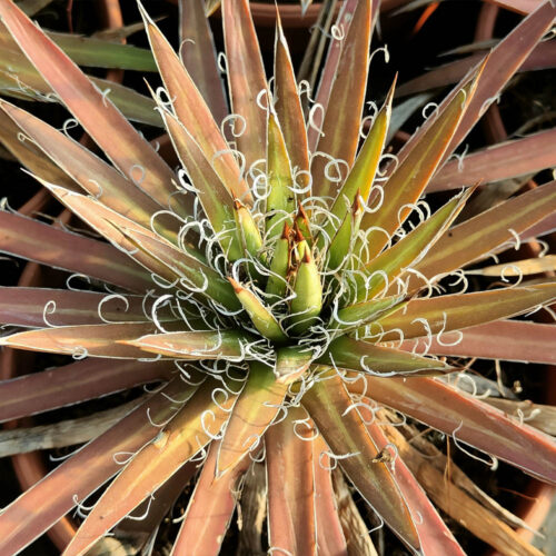 agave filifera cactus