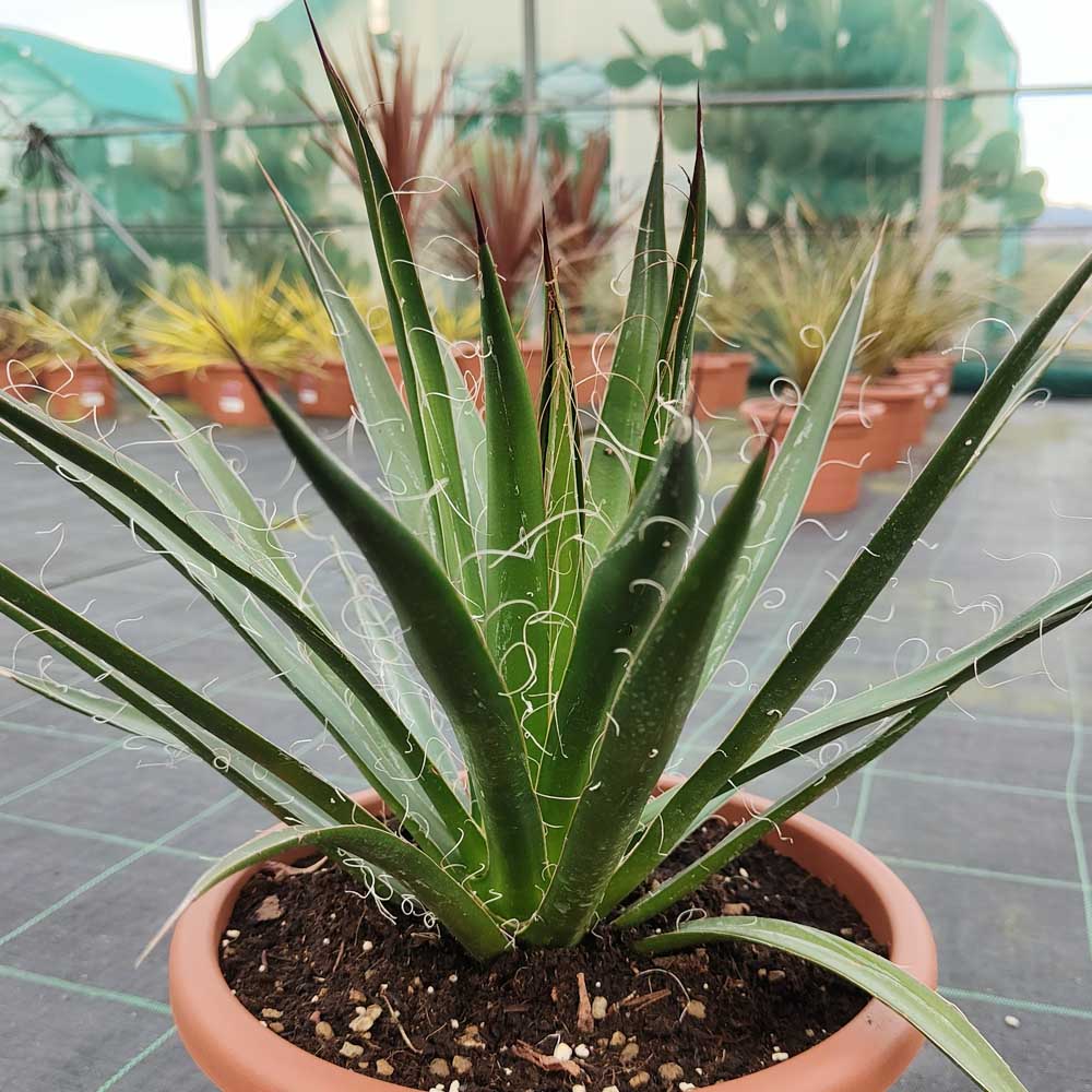agave filifera pianta