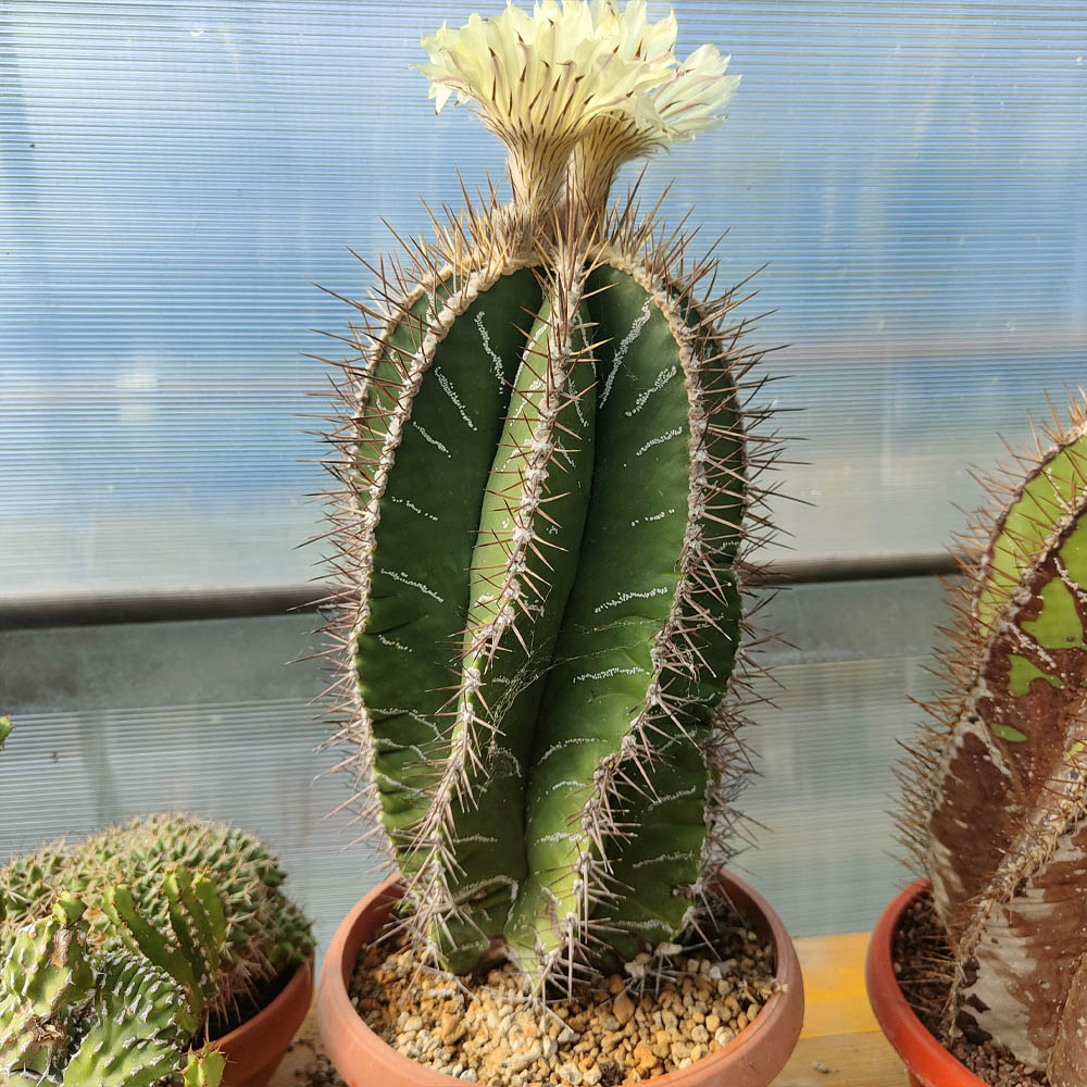 astrophytum ornatum cactus